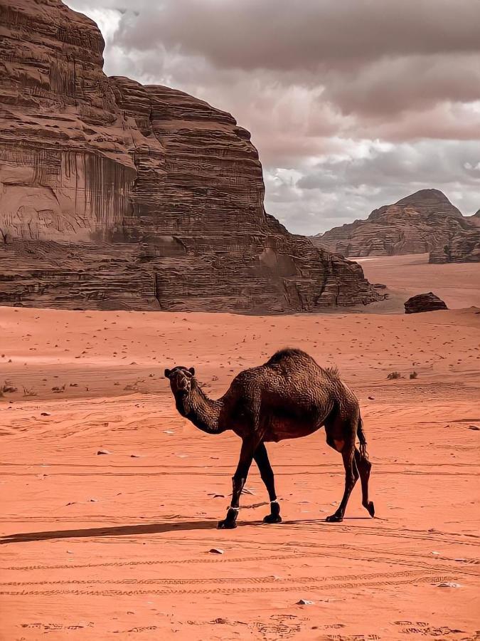 Rum Paradise Luxuri Camp Wadi Rum Ngoại thất bức ảnh
